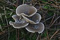 Clitocybe vibecina