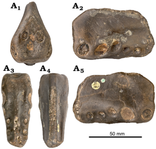 <i>Coloborhynchus</i> Genus of anhanguerid pterosaur from the Cretaceous period