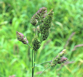 <i>Dactylis</i> Genus of flowering plants in the grass family Poaceae