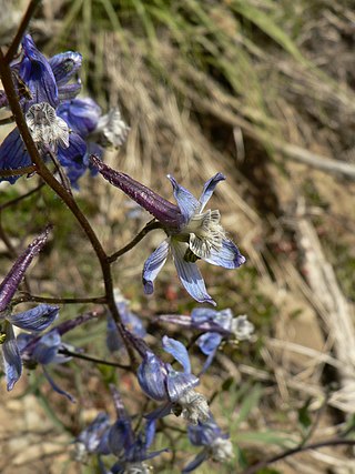 <span class="mw-page-title-main">Pedicel (botany)</span> Structure connecting flowers or fruit to the main stem of a plant