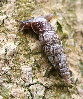 Clausiliidae family of molluscs