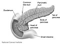 Dvylikapirštė žarna (duodenum) ir kasa (pancreas)