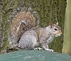 Eastern gray squirrel