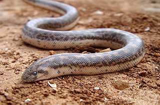 <i>Eryx</i> (snake) Genus of snakes