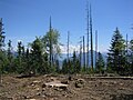 Coupe de bois en 2005 dans une exploitation forestière (Haute-Savoie, France)