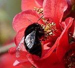 Female Hairy-footed Flower Bee. Anthropora plumipes - Flickr - gailhampshire (1)