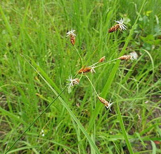 <i>Fimbristylis puberula</i> Species of grass-like plant