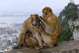 Magotas (Macaca sylvanus)