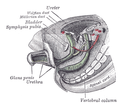 Tail end of human embryo; from eight and a half to nine weeks old.