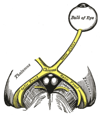 <span class="mw-page-title-main">Optic nerve</span> Second cranial nerve, which connects the eyes to the brain