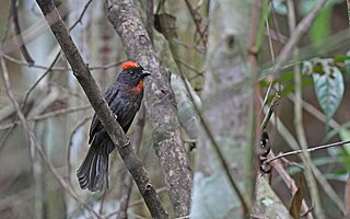 <span class="mw-page-title-main">Sooty ant tanager</span> Species of bird