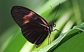 2. Heliconius melpomene, egy trópusokon élő tarkalepkeféle (javítás)/(csere)