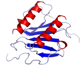 <span class="mw-page-title-main">Chemokine</span> Small cytokines or signaling proteins secreted by cells