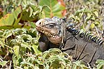 Iguane, Petite-Terre.