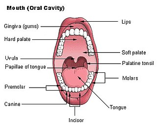 <span class="mw-page-title-main">Palatine tonsil</span> Lymphoid organs at the back of the throat on both sides