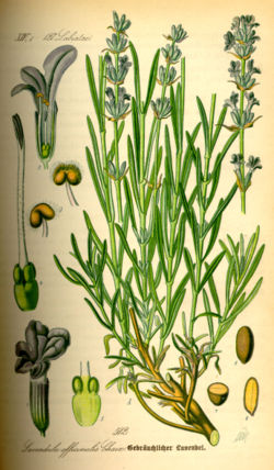 Tikroji levanda (Lavandula angustifolia)