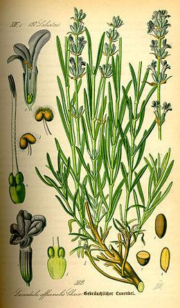 Tikroji levanda (Lavandula angustifolia)