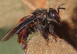 Abeille à miel d'Amérique du Sud : Trigona spinipes (en).