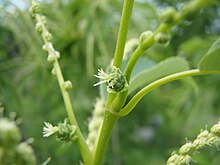 Female chestnut flowers Japanese Chestnut01.jpg