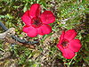 Linum-grandiflorum-20080330.JPG