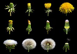 Taraxacum officinale