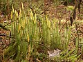 Lyngjavni (Lycopodium annotinum)