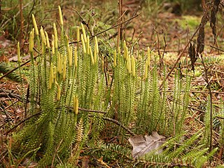 <span class="mw-page-title-main">Lycopodium annotinum</span> Species of clubmoss in the family Lycopodiaceae