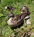 Image 29Female mallard and ducklings – reproduction is essential for continuing life. (from Nature)