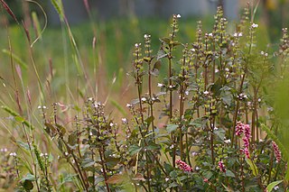 <i>Mosla</i> Genus of flowering plants