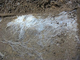 <span class="mw-page-title-main">Mycelium</span> Vegetative part of a fungus