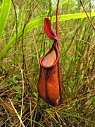 Nepenthes kampotiana