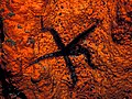 Orange Elephant Ear Sponge (Agelas clathrodes)