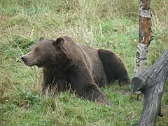 Un ours brun.