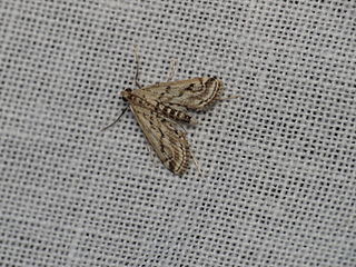 <i>Parapoynx allionealis</i> Species of moth