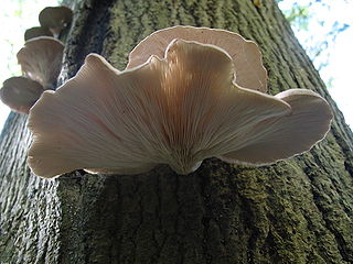 <span class="mw-page-title-main">Mycoremediation</span> Process of using fungi to degrade or sequester contaminants in the environment