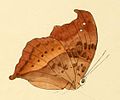 Ilustração de borboleta do gênero africano Precis,[10] retirada de Illustrations of new species of exotic butterflies: selected chiefly from the collections of W. Wilson Saunders and William C. Hewitson. Volume II (1856).