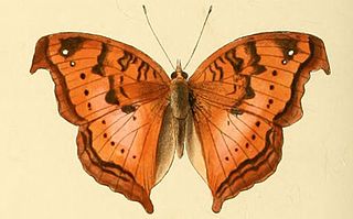 <i>Precis cuama</i> Species of butterfly