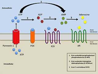 <span class="mw-page-title-main">Pannexin</span>