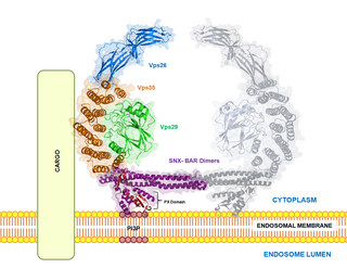 <span class="mw-page-title-main">VPS35</span> Protein-coding gene in the species Homo sapiens