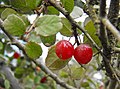 Rhamnus crocea