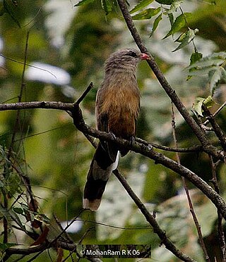 <span class="mw-page-title-main">Sirkeer malkoha</span> Species of bird