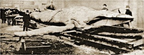 John Struthers (at left, in top hat) with the Tay Whale at John Woods' yard, Dundee, 1884, photographed by Wilson