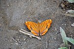 Thumbnail for File:Upper wing basking position of Chersonesia risa (Doubleday, -1848-) – Common Maplet.jpg