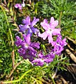 Verbena tenuisecta