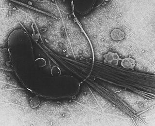 <span class="mw-page-title-main">Gammaproteobacteria</span> Class of bacteria