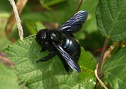 Xylocope irisé (Xylocopa iris)