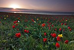 Tulipa suaveolens en av de mest typiska vårblommorna på den pontisk-kaspiska stäppen.