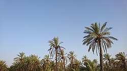 Date palms in Behbahan, Iran