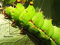 Image 4Indian moon moth (Actias selene) with some of the spiracles identified (from Respiratory system of insects)