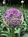 Blomster av Allium giganteum i ferd med å opnast